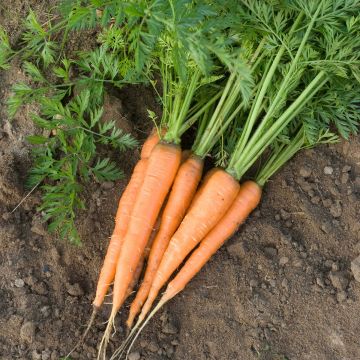 Carota Rothild Bio