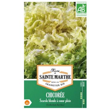 Cicoria scarola Bionda dal cuore Bio - Ferme de Sainte Marthe