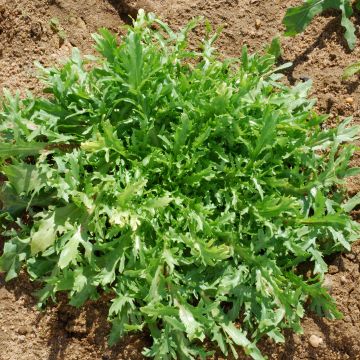 Indivia riccia Fine de Louviers Bio - Ferme de Sainte Marthe