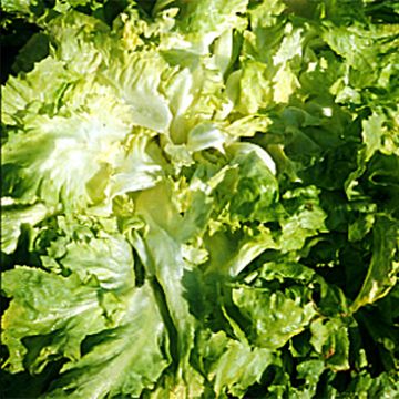 Cicoria scarola gigante riccia Grosse Bouclée 2 AB