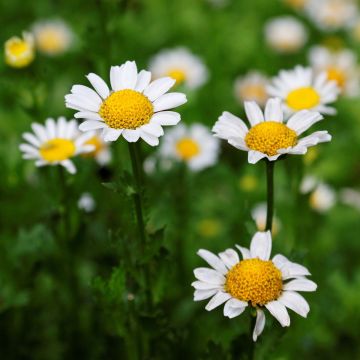 Leucanthemum superbum Gruppenstolz - Margherita