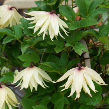 Clematis koreana Amber - Clematide