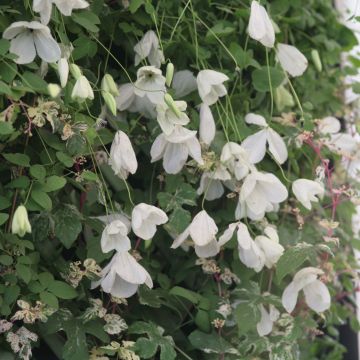 Clematis Maria Cornelia - Clematide