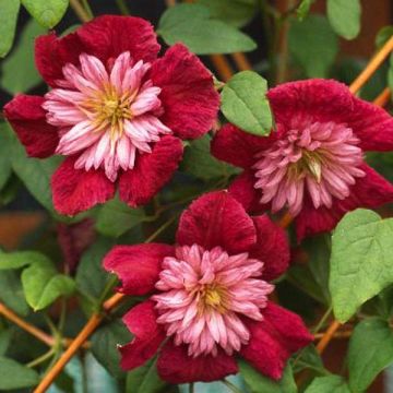 Clematis viticella Avant Garde - Clematide