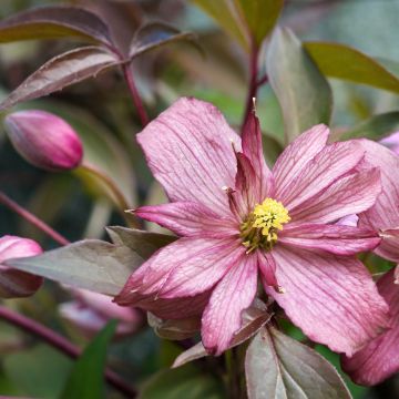 Clematis montana Sunrise - Clematide