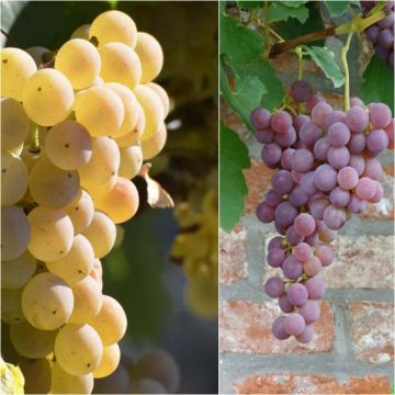 Collezione 2 Viti Fragola - Uva Fragola
