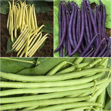 Collezione di 3 fagioli colorati e produttivi