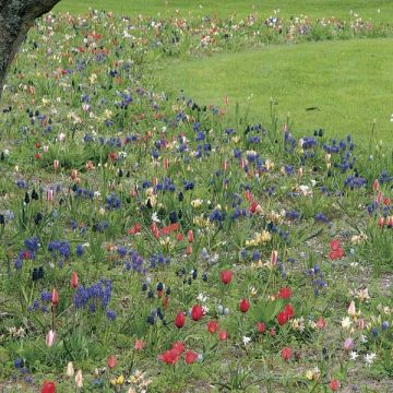 Collezione Spirito del Giardino in Libertà - 200 bulbi