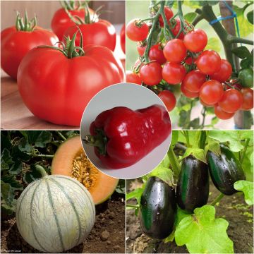 Collezione Piante da orto Estive, 5 piantine da orto INNestate