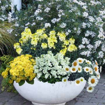 Collezione primaverile luce in giallo e bianco