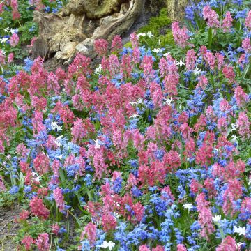 Collezione Tappeto fiorito in sottobosco