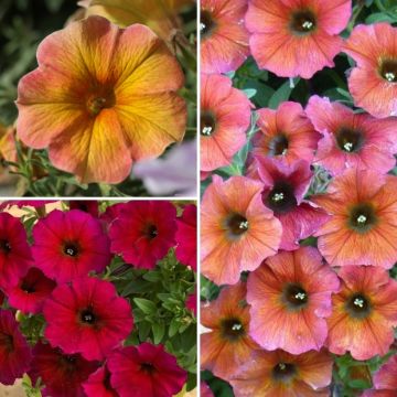Collezione 3 Petunie Beautical - Petchoa hybrida