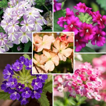 Collezione 5 Verbene assortite per fioriere