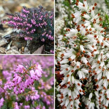 Collezione Erica invernale a prezzi convenienti