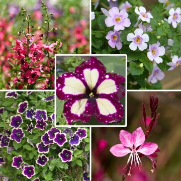 Collezione di 5 piante annuali color Viva Magenta