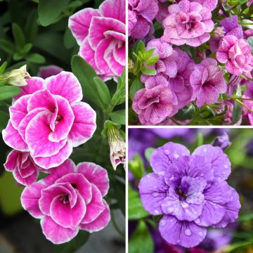 Collezione di 5 Calibrachoa doppi o Mini-petunie