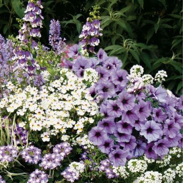 Collezione Giardiniera Blu - 6 varietà di Piante annuali