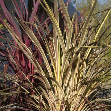 Cordyline banksii Electric Flash - Cordiline