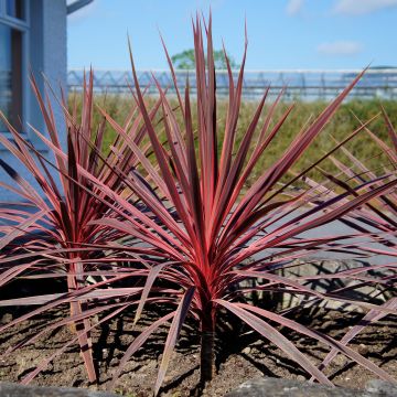 Cordyline australis Charlie boy - Cordiline Cordyline australis Charlie boy - Cordiline