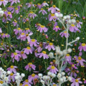 Coreopsis American Dream