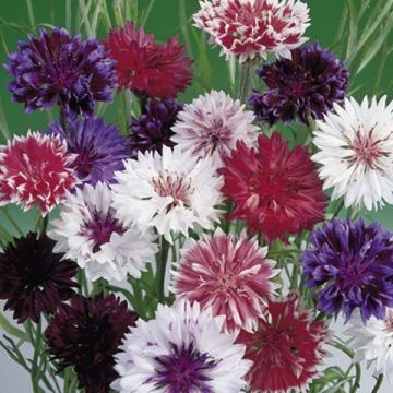 Centaurea cyanus Frosty Mix - Fiordaliso vero