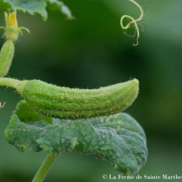 Cetriolino per sottaceto de Bourbonne