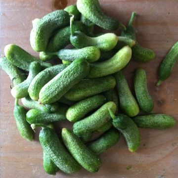 Cetriolino per sottaceto Szatmar F1