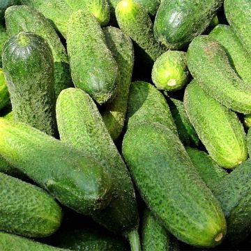 Cetriolino per sottaceto Verde Petit de Paris (piante)