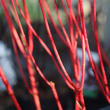 Cornus alba Baton Rouge