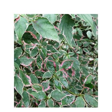 Cornus alternifolia Pinky Spots
