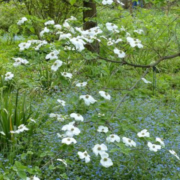 Cornus nuttallii Ascona - Corniolo da fiore