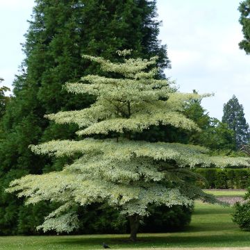 Cornus controversa Variegata