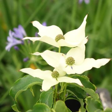 Cornus kousa Big Apple - Corniolo giapponese