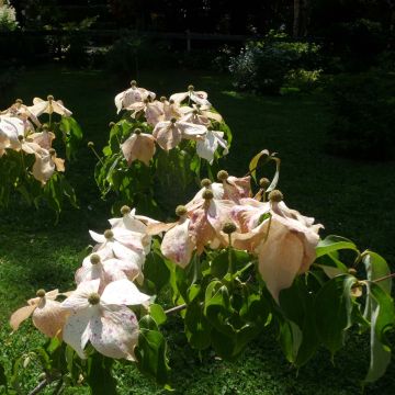 Cornus kousa Galilean - Corniolo giapponese