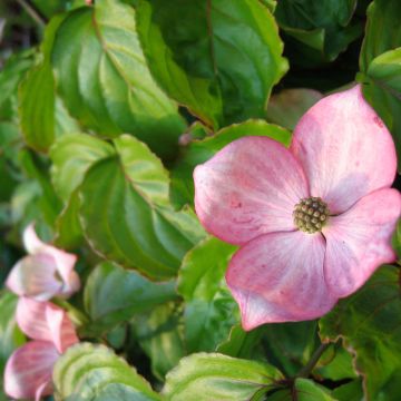 Cornus kousa Heart Throb - Corniolo giapponese