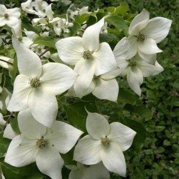 Cornus kousa subsp. chinensis Great Star - Corniolo da fiore
