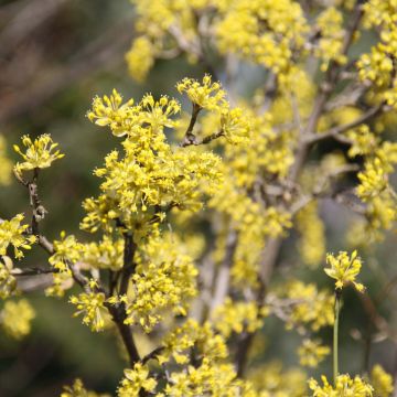 Cornus mas Jolico - Corniolo