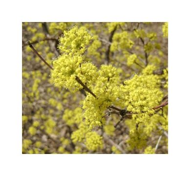 Cornus mas Kasanlak - Corniolo