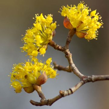 Cornus mas - Corniolo