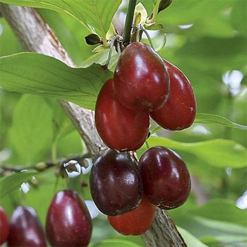 Cornus mas Schönbrunner Gourmet Dirndl - Corniolo