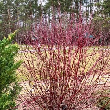 Sanguinella - Cornus sanguinea