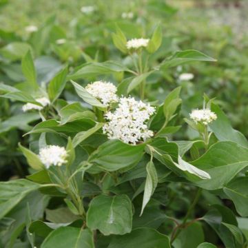 Cornus sericea Budd's Yellow