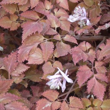 Corydalis quantmeyeriana Chocolate Stars - Colombina solida