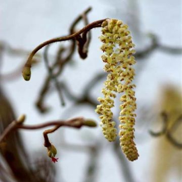 Corylus avellana Contorta - Nocciolo comune