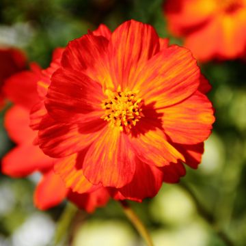 Cosmos sulphureus Brightness Red - Cosmea arancione