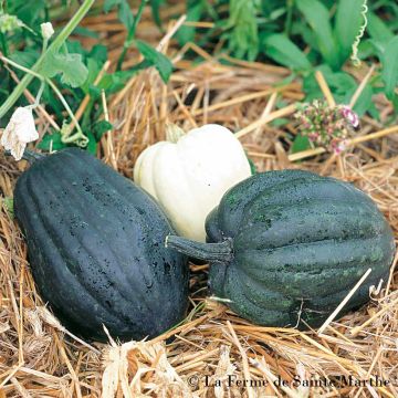 Zucchino Cornue d'hiver
