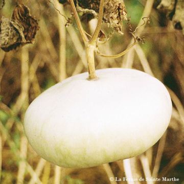 Zucca bottiglia Piatto Corso Bio - Ferme de Sainte Marthe