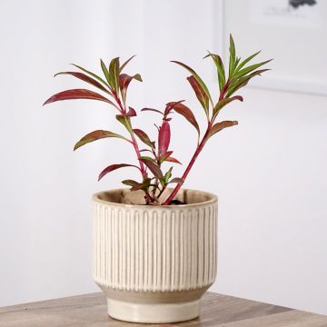 Cuphea micropetala