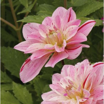 Dalia Crystal Star