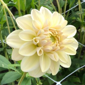 Dalia decorativa Caramel Antique